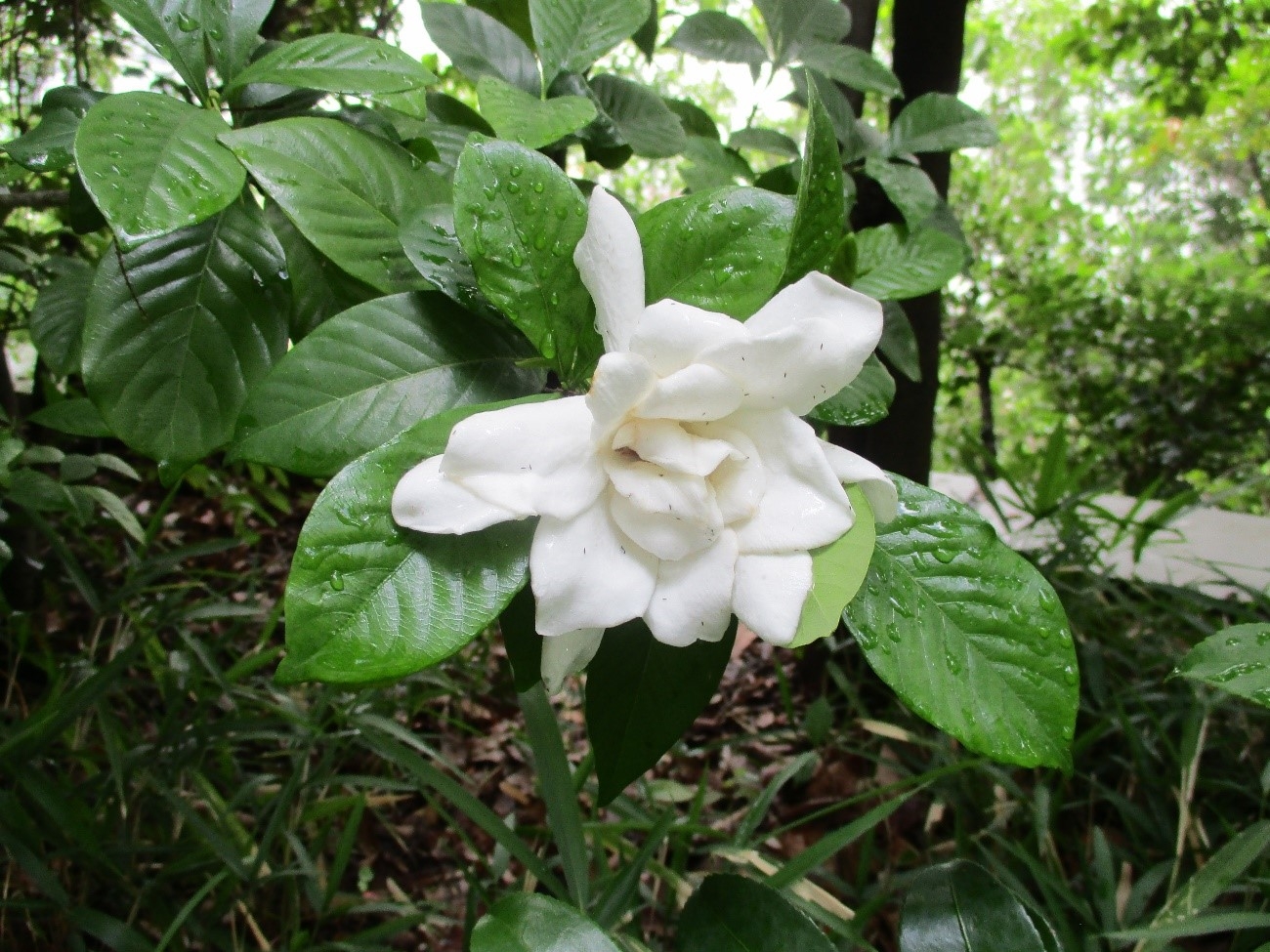 アクロス福岡いきものごよみ(クチナシの花編)