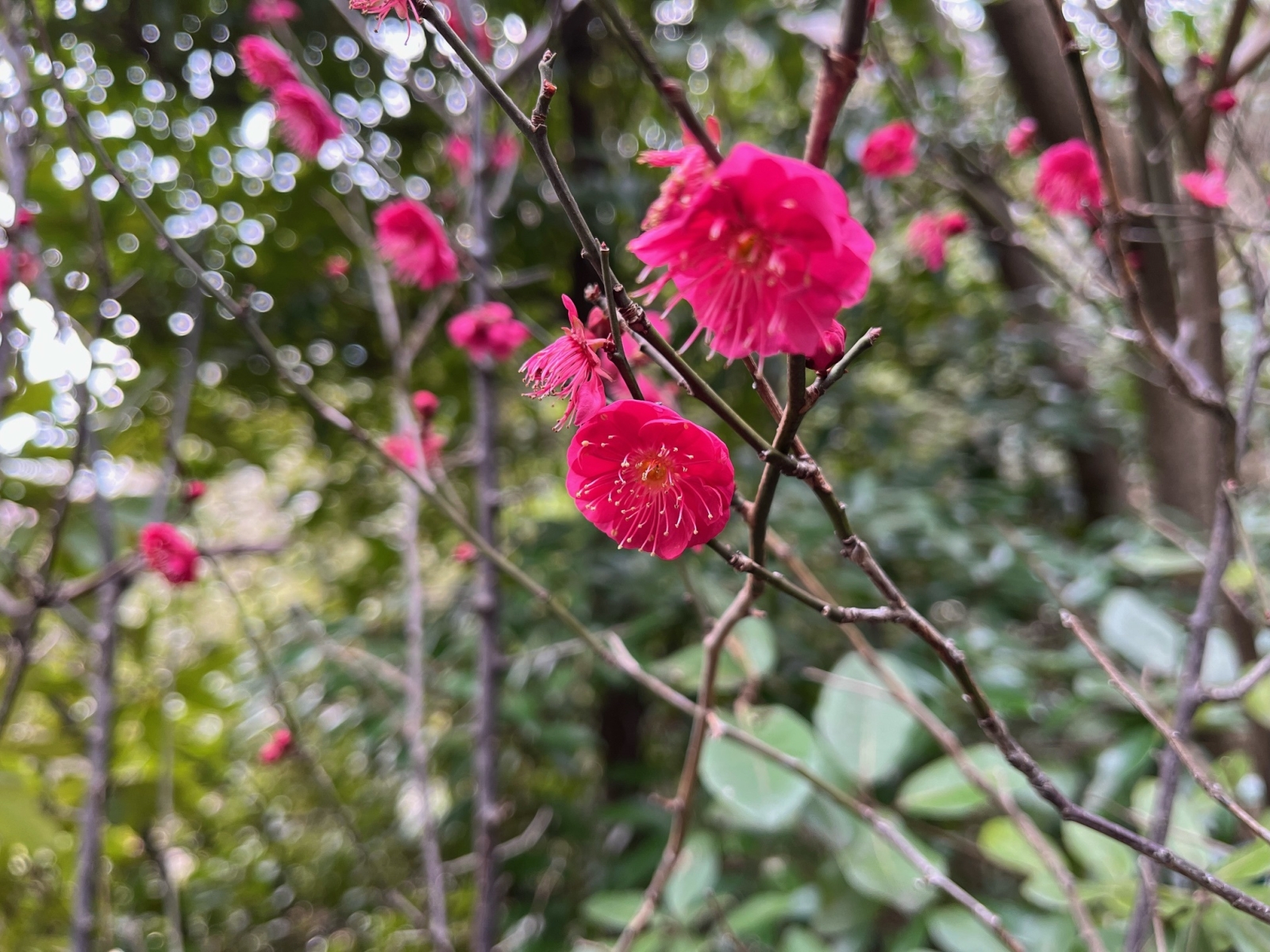 アクロス福岡いきものごよみ(梅の花編)